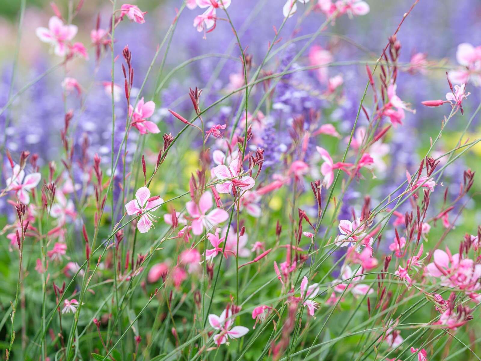 Gelbe Wiesenblumen