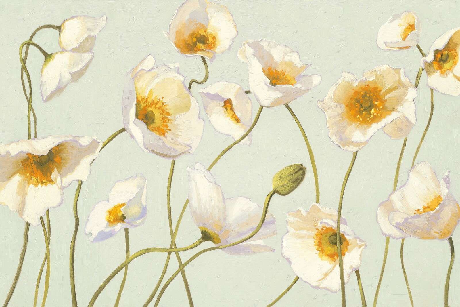 Weiße Mohnblumen im sanften Wind.