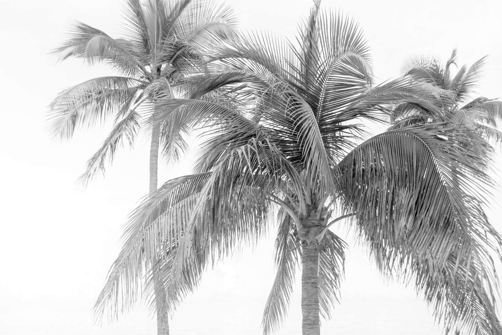 Palmgruppe im leichten Küstennebel