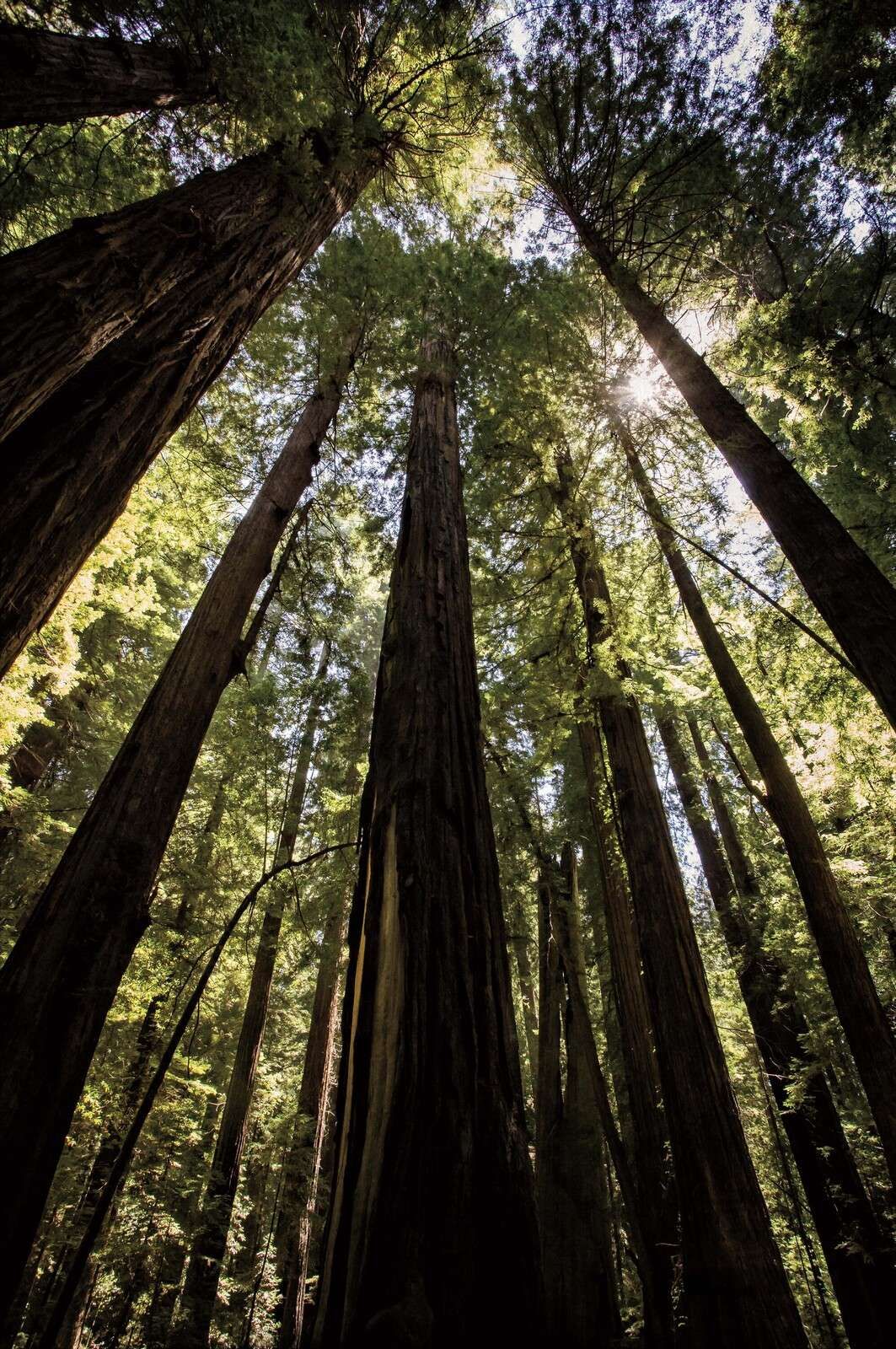 Riesige Bäume im Sonnenlichtwald.