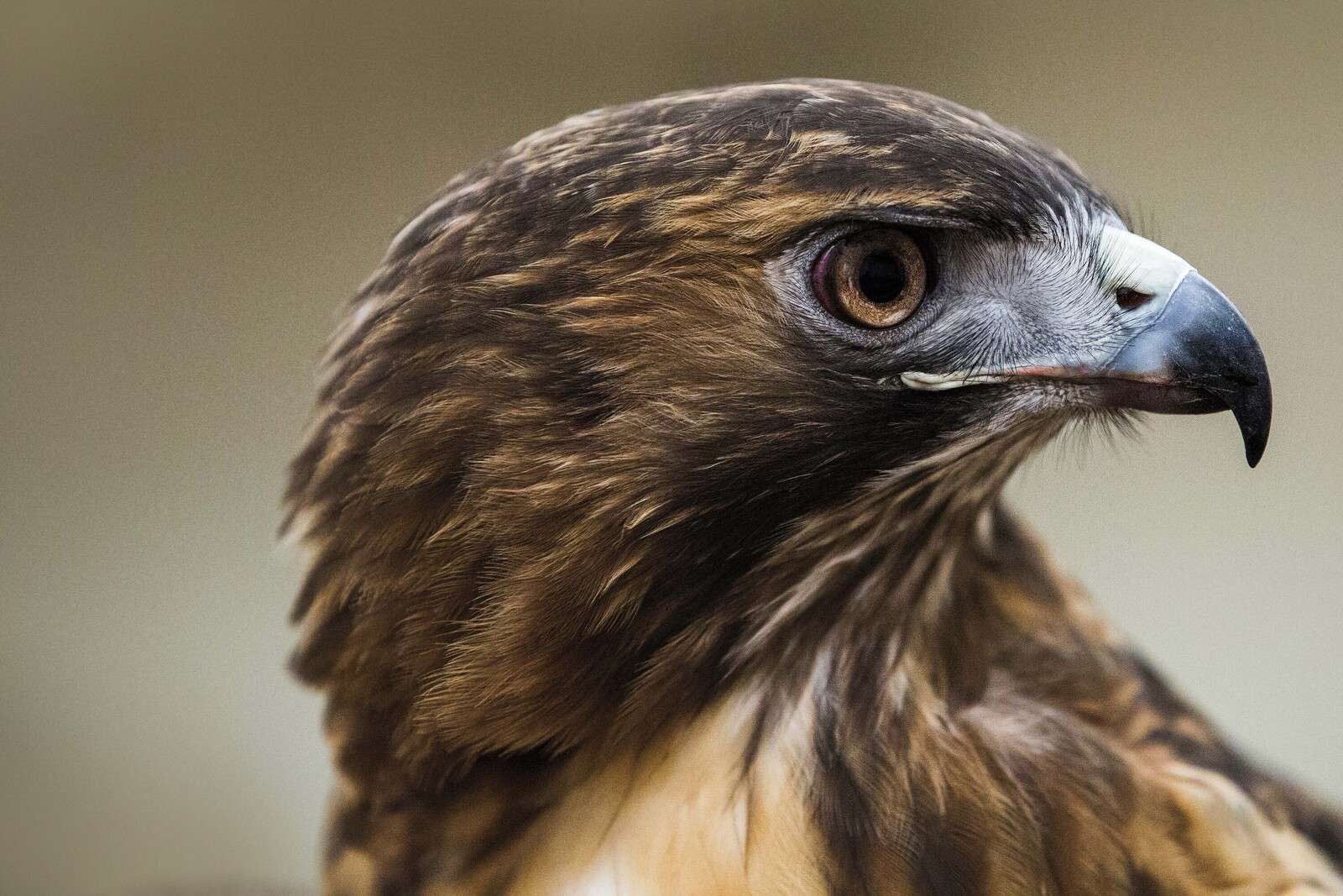 Adlerblick in warmer Federpracht