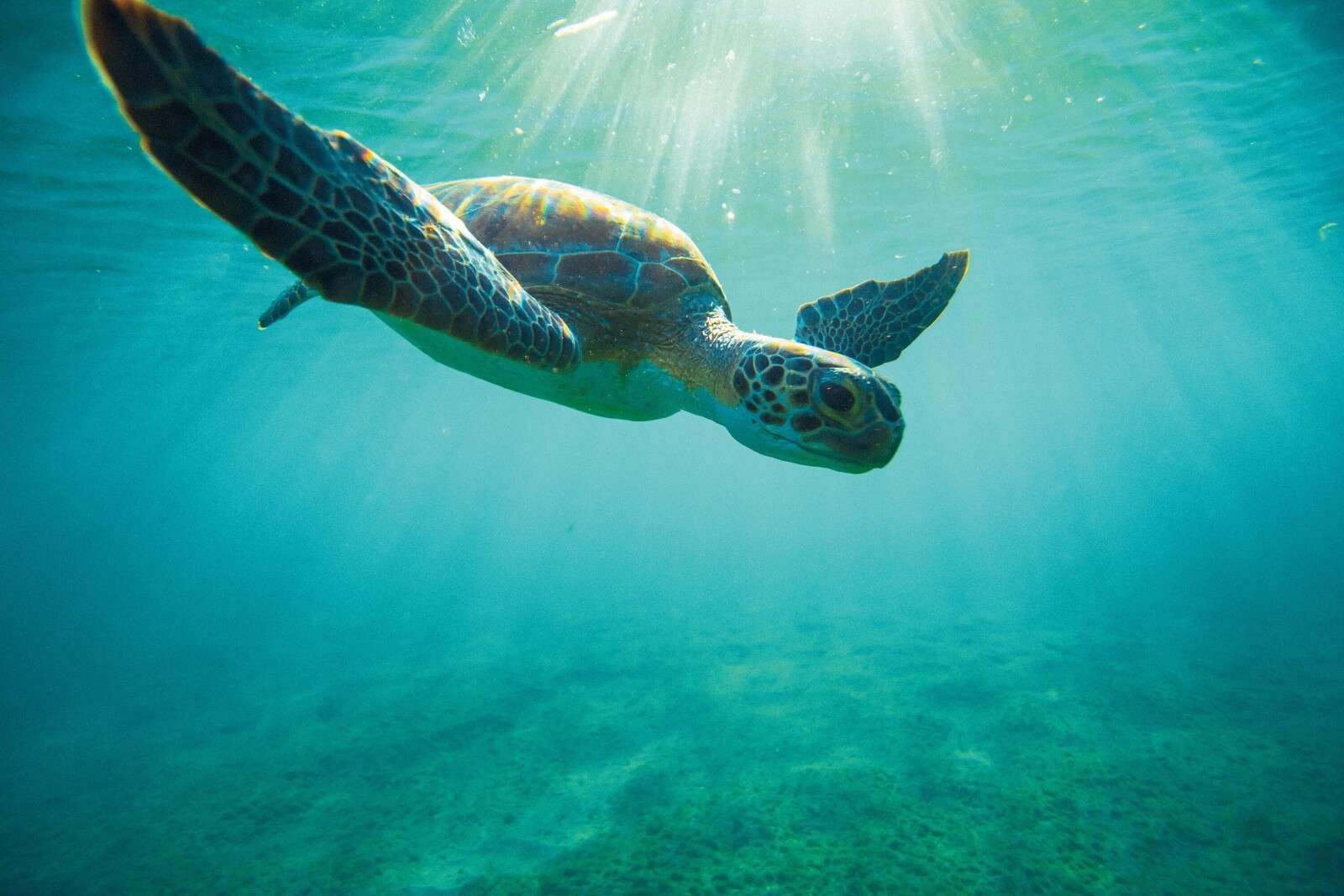 Seeschildkröte in Sonnenstrahlen unter Wasser