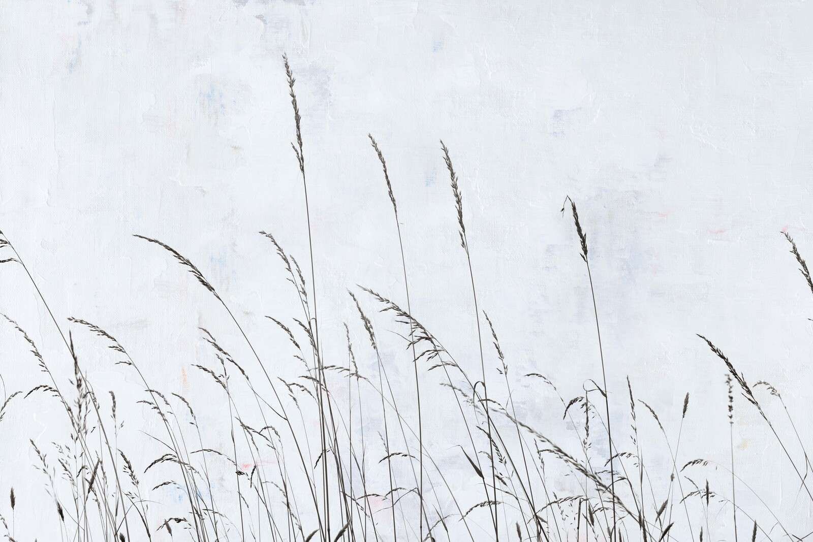 Sanft wehendes Feldgras im weißen Licht.