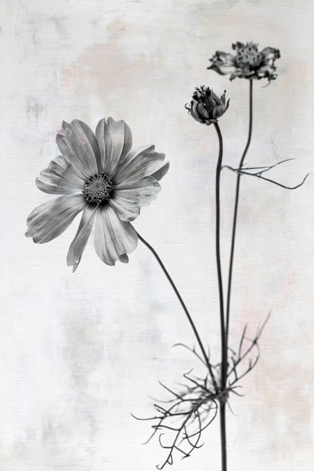 Blume in schwarz-weißer Einfachheit