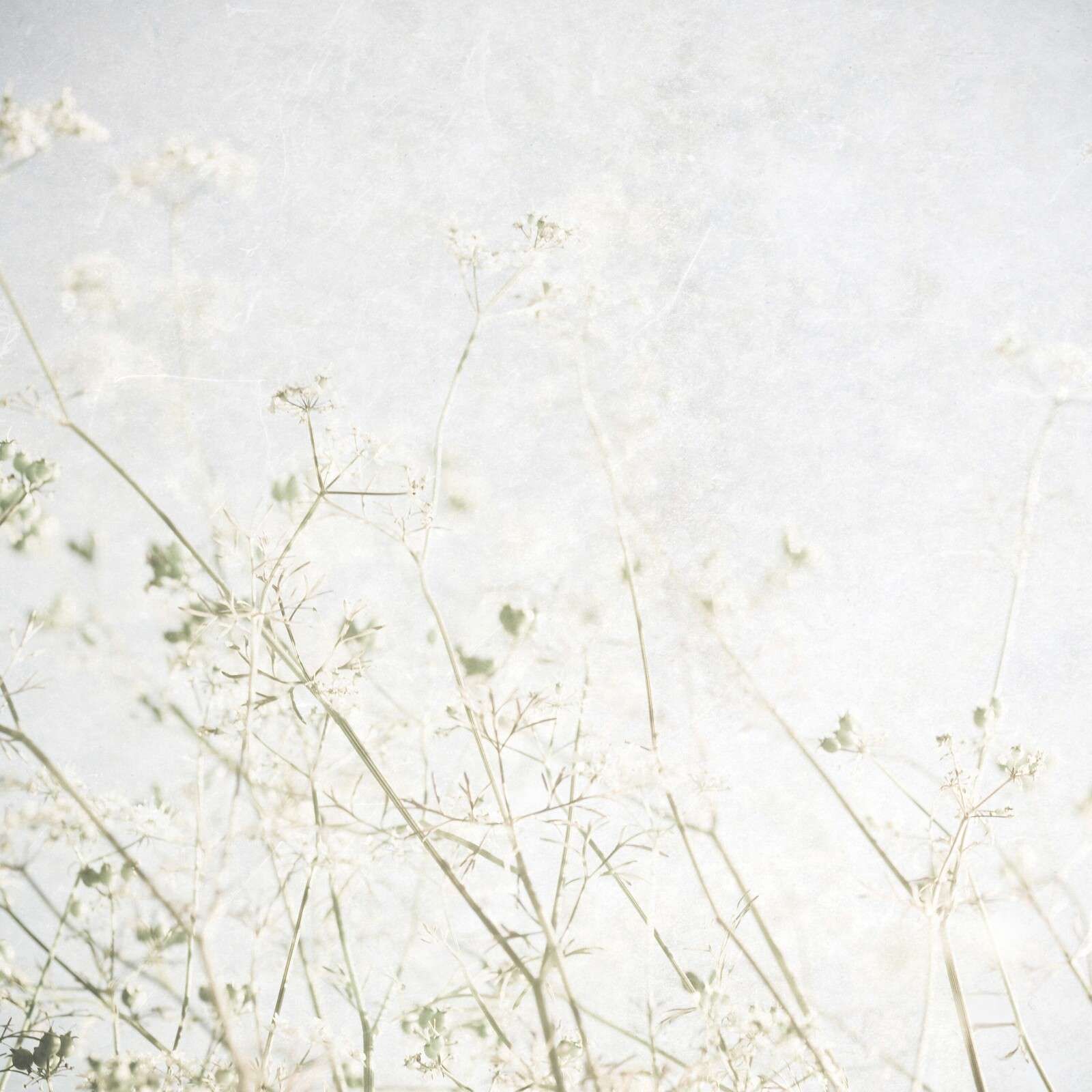 Helle Feldblumen im Morgennebel