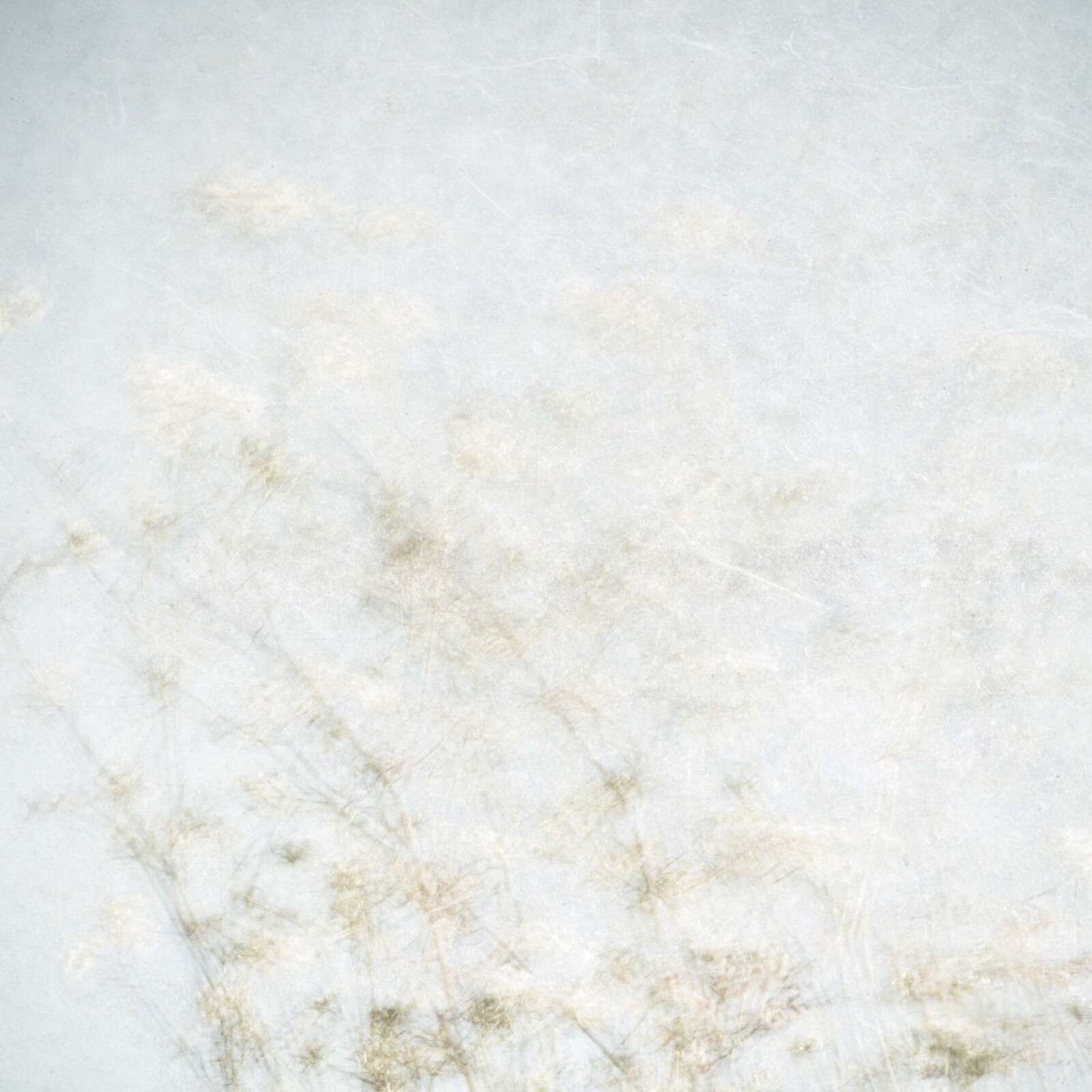 Schwebende Feldblumen im Nebellicht.