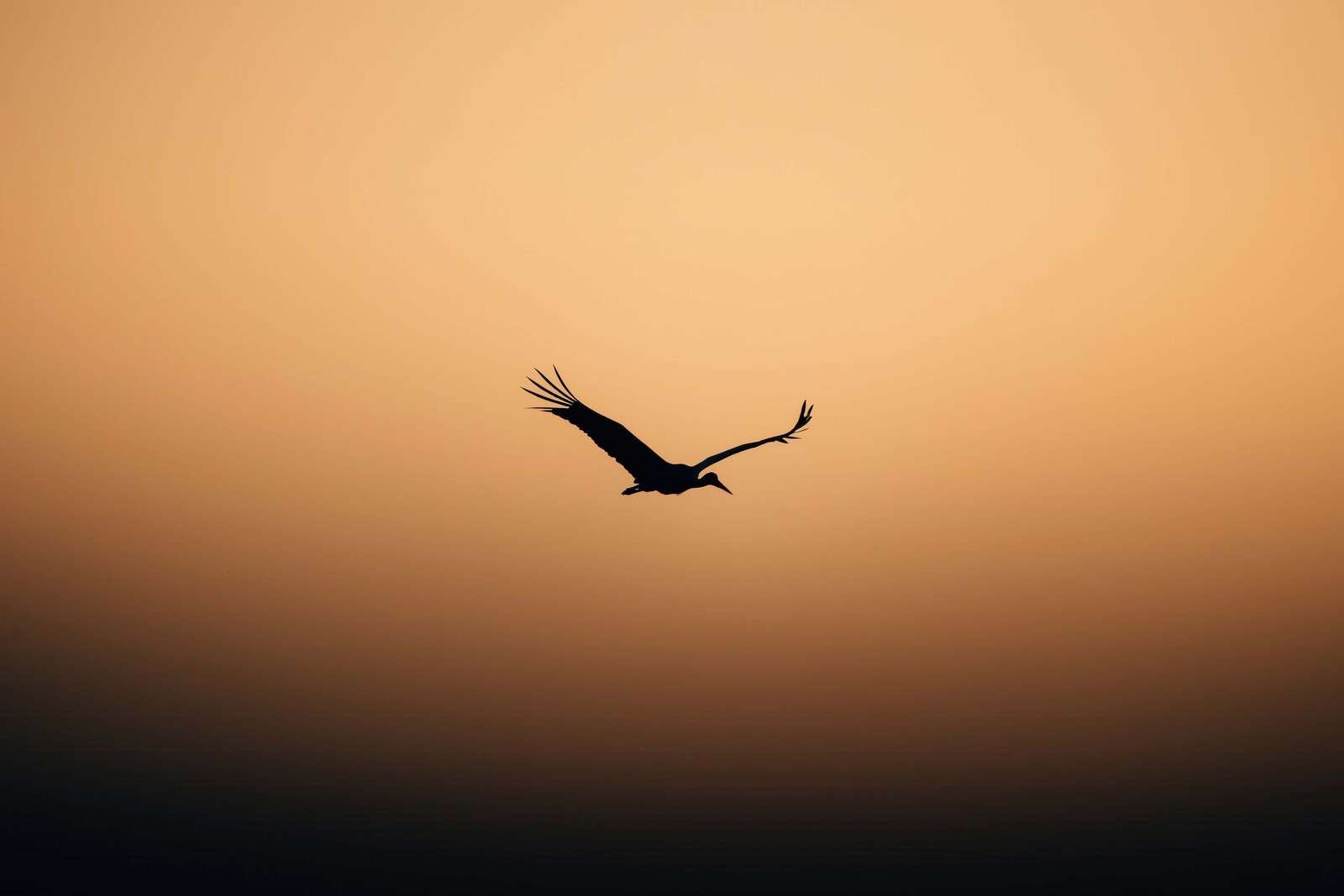 Fliegender Storch bei Sonnenuntergang