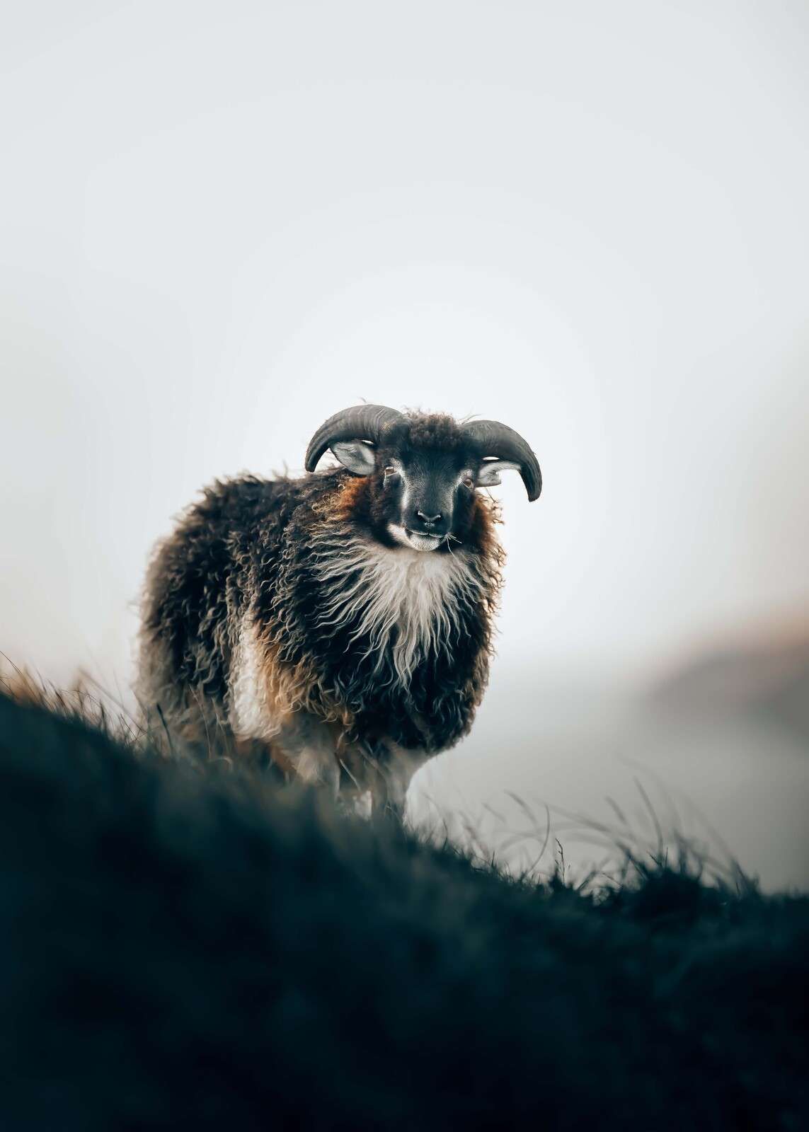Widder im Morgennebel