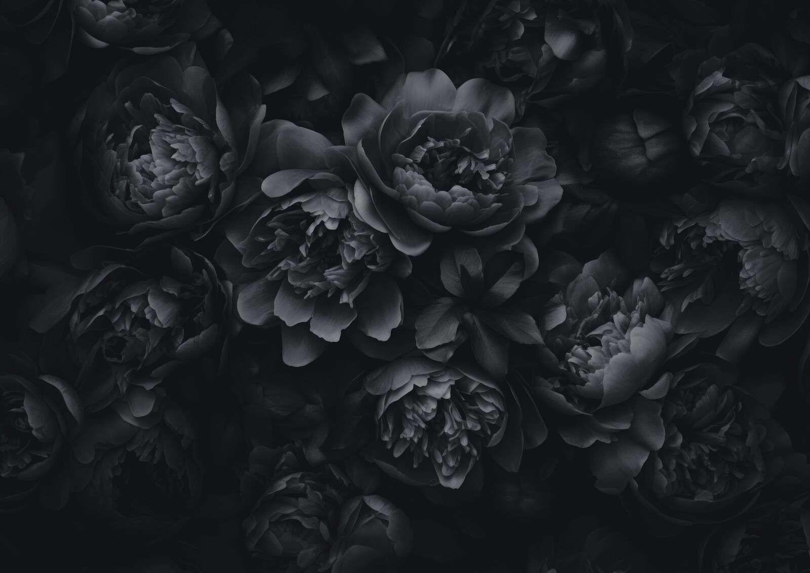 Üppige Blumen in Schwarz und Grau