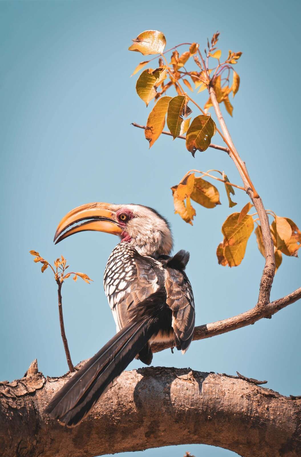 Bunter Vogel auf Blütenzweig