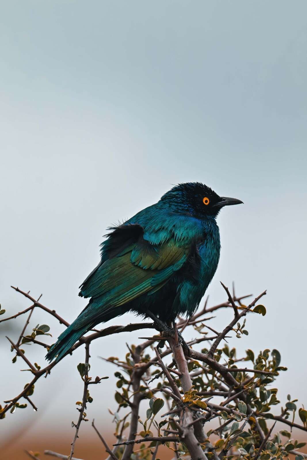 Bunter Vogel auf einem Ast
