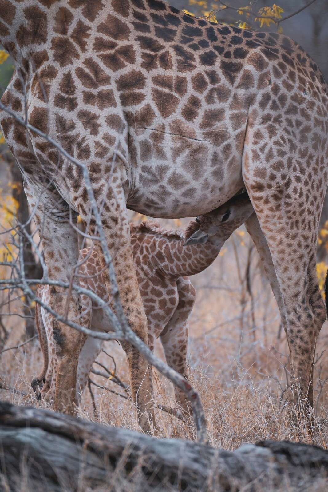 Detaillierte Giraffenfellstruktur