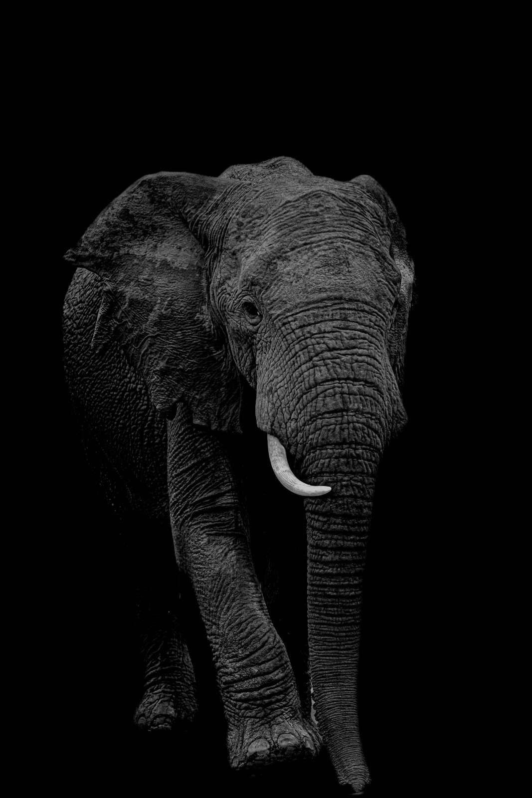 Stehender Elefant in Schwarzweiß
