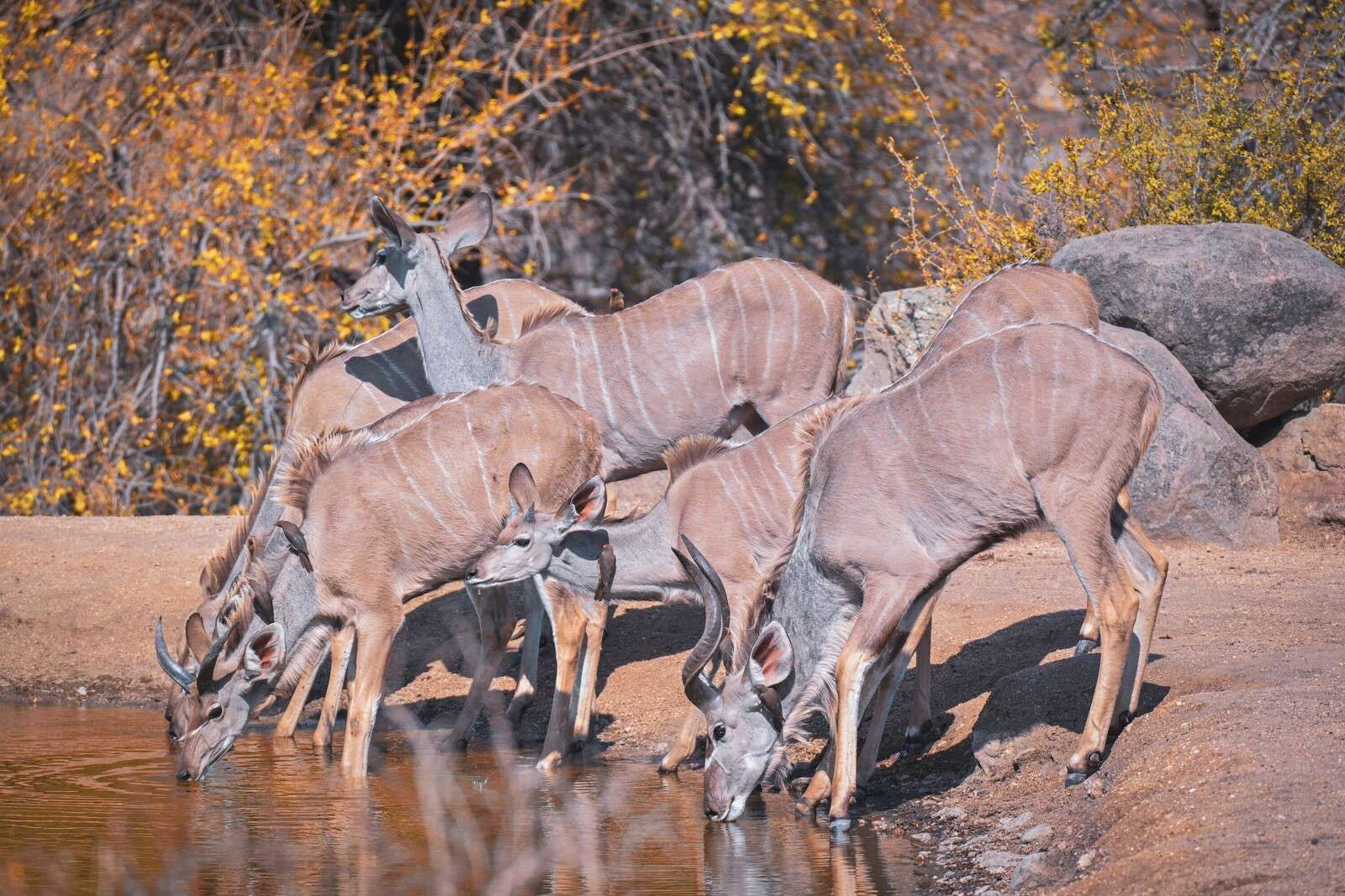 Herden von Kudus bei einer Wasserstelle