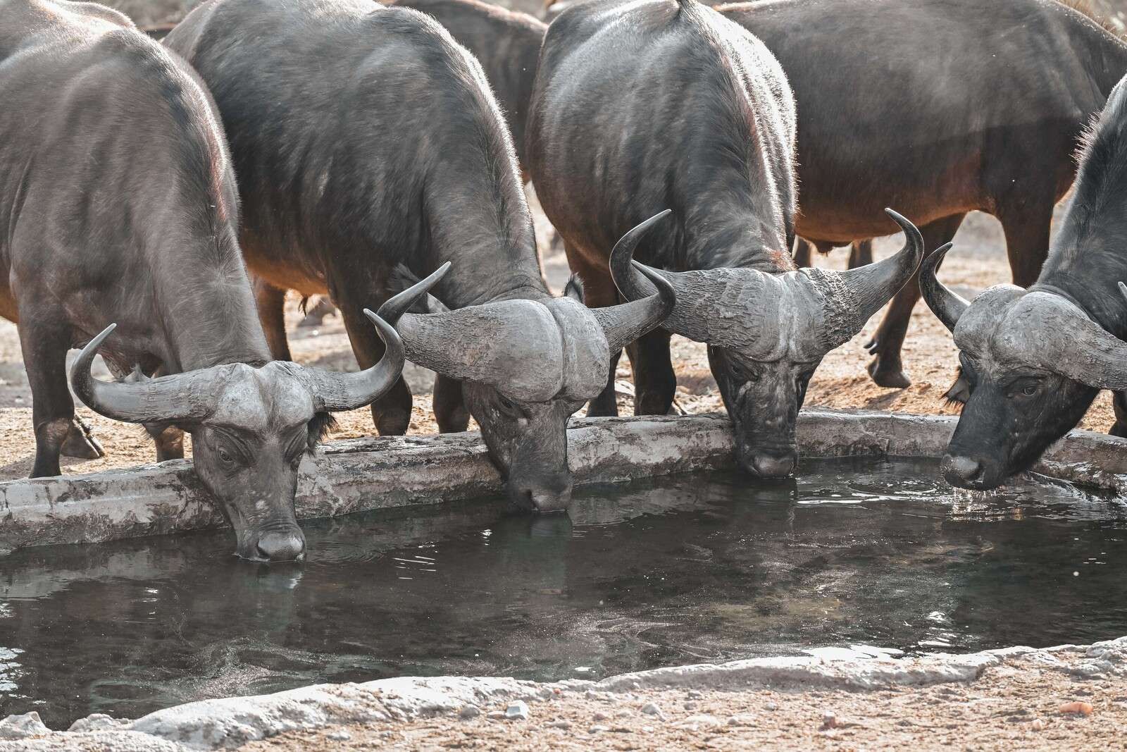 Afrikanische Büffel bei Wasserloch