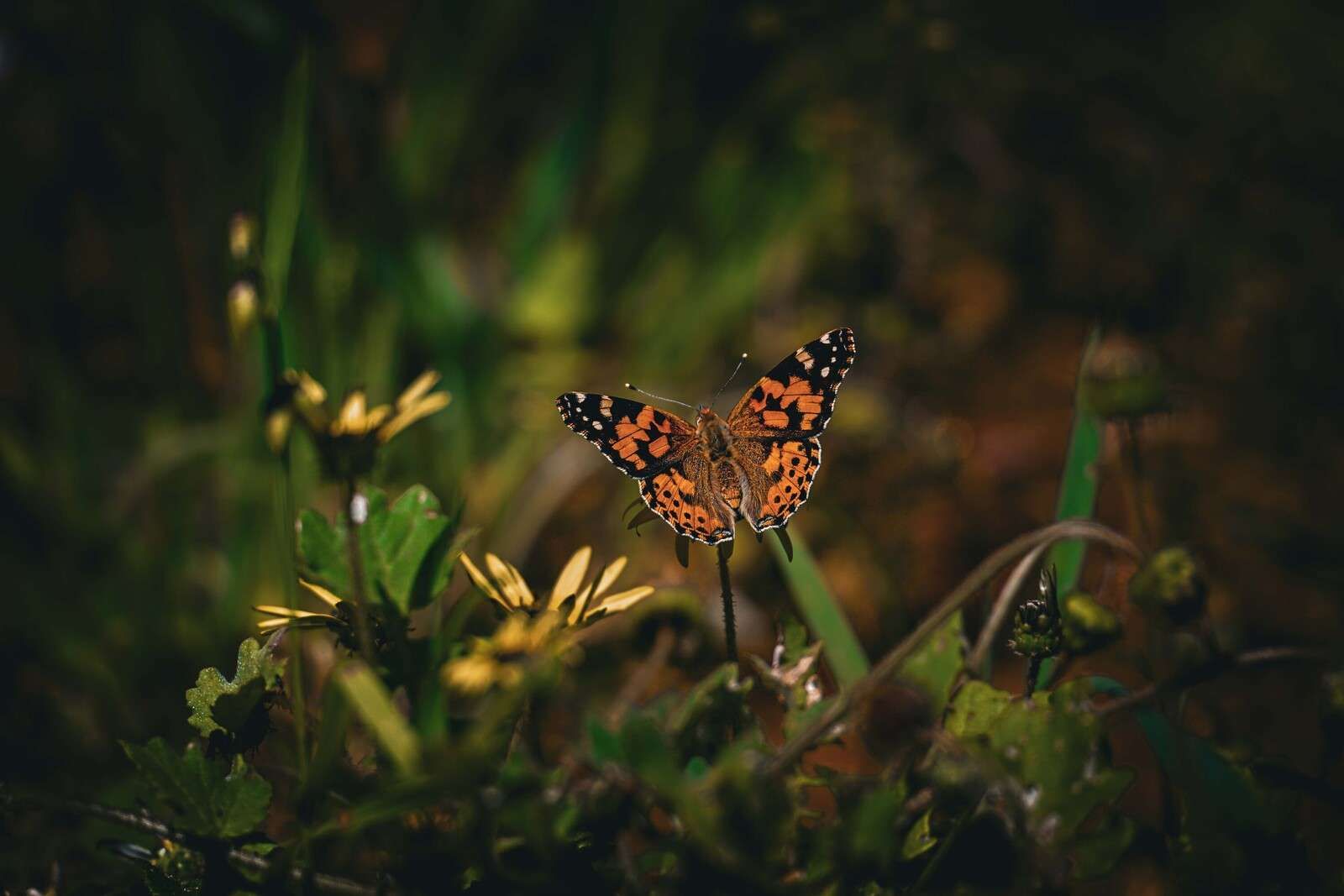 Orange Schmetterling auf Wildblumen