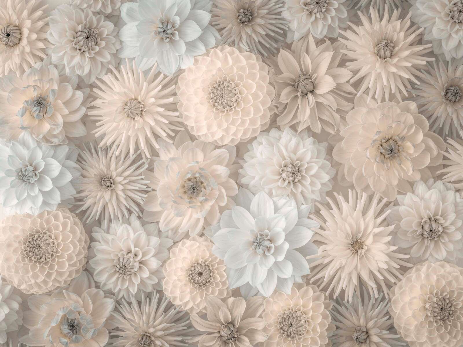 Cremefarbene Blumen mit sanfter Blüte
