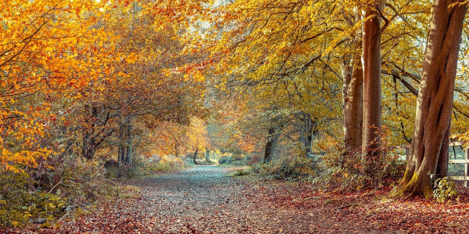 Herbstwald mit goldenem Blätterdach