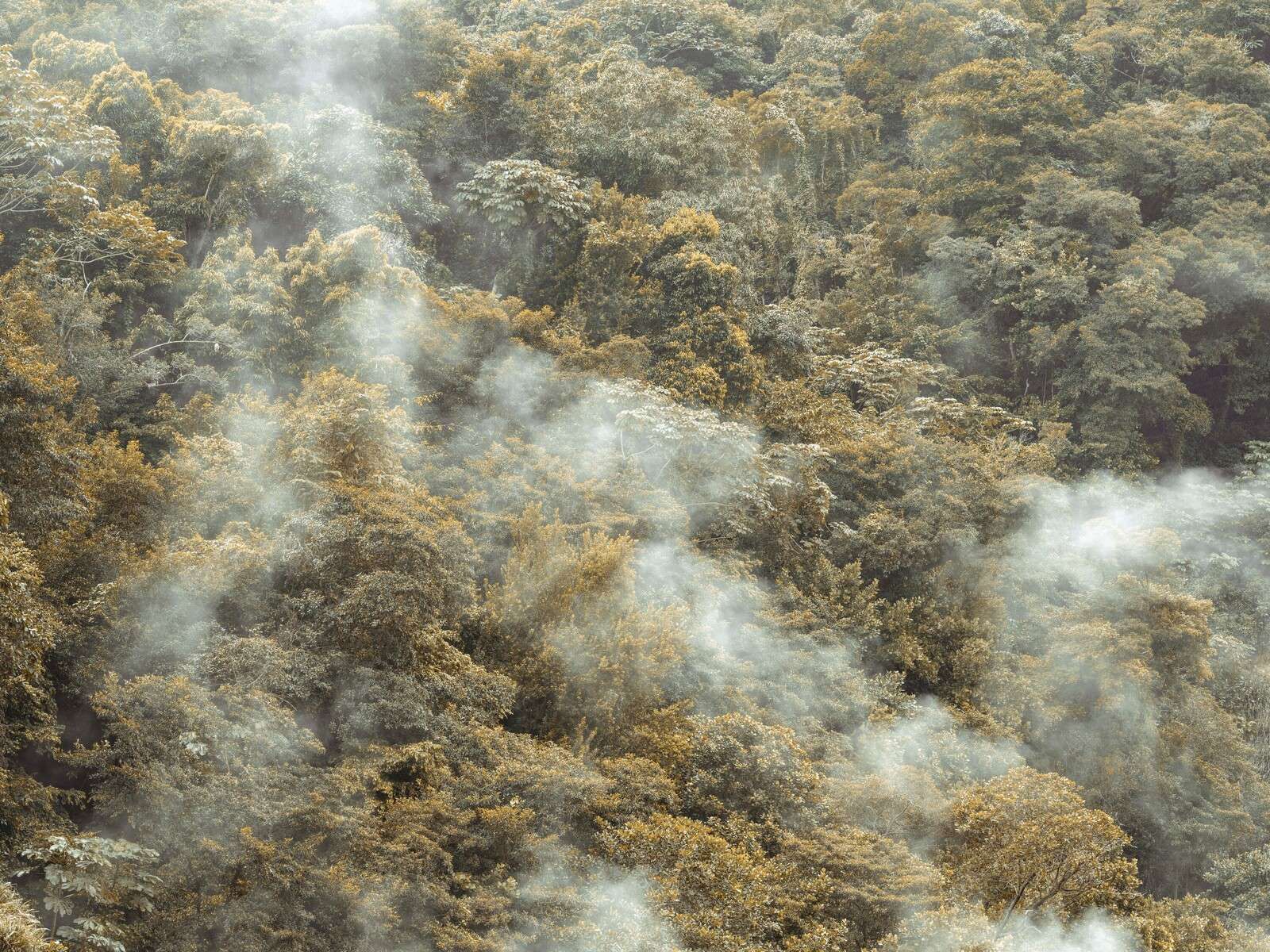 Nebliger Regenwald mit sanftem Nebel