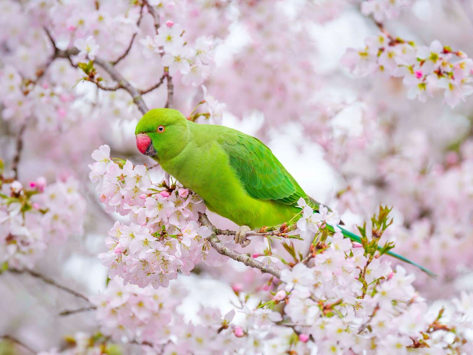 Grüner Papagei zwischen Blüten