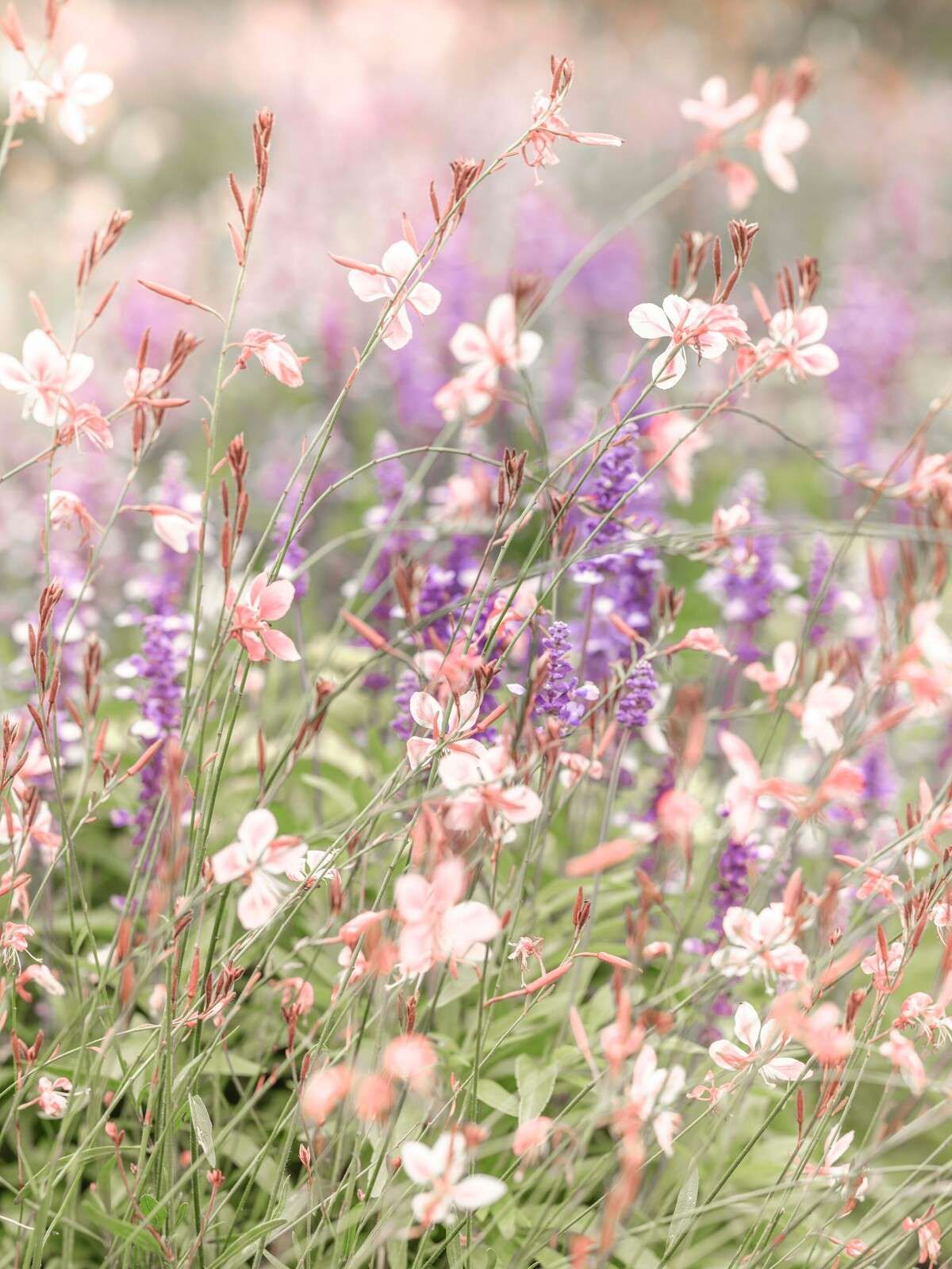 Wildblumen in sanften Pastelltönen